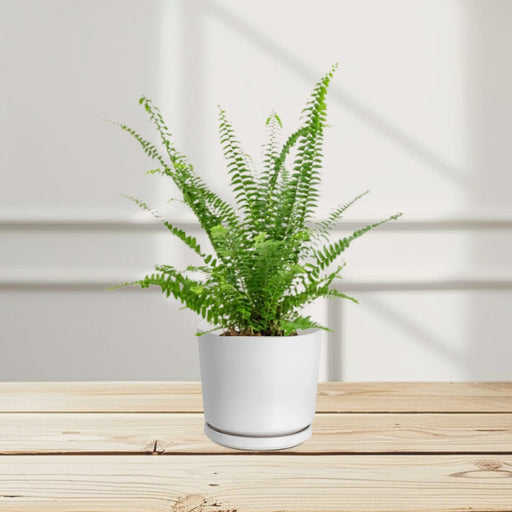 boston fern greensouq