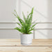 boston fern greensouq