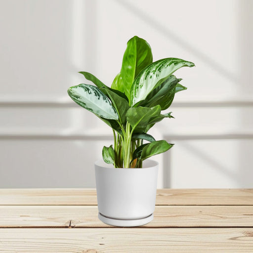 aglonema pataya beauty bedroomplants