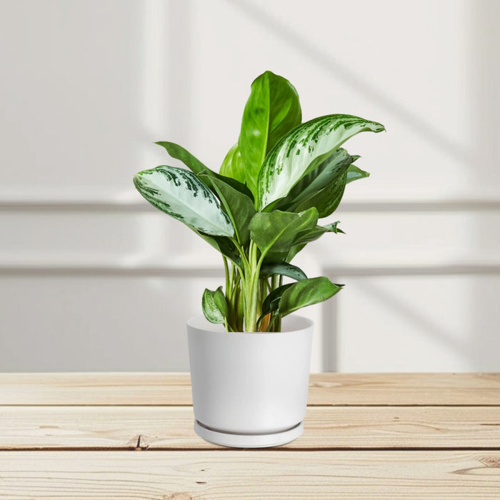 aglonema pataya beauty bedroomplants