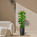 Epipremnum aureum