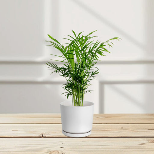 Chamaedorea Elegans