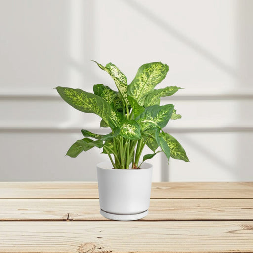 Dieffenbachia (Compacta, Dumb Cane, Leopard Lilly)