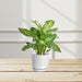 Dieffenbachia (Compacta, Dumb Cane, Leopard Lilly)