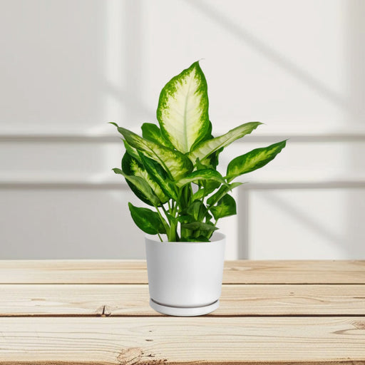 Dieffenbachia ‘Camilla’ Dumb Cane Plant