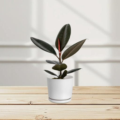 Ficus elastic Abidjan 30 – 40cm