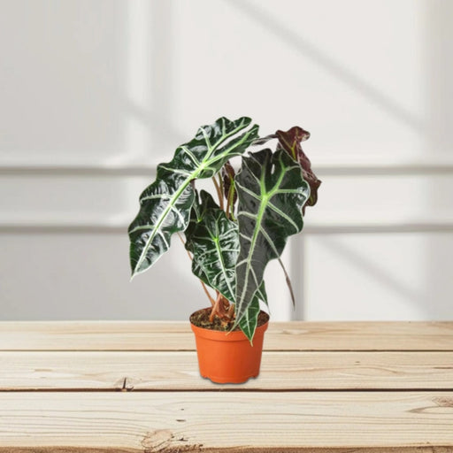 Alocasia “Polly”