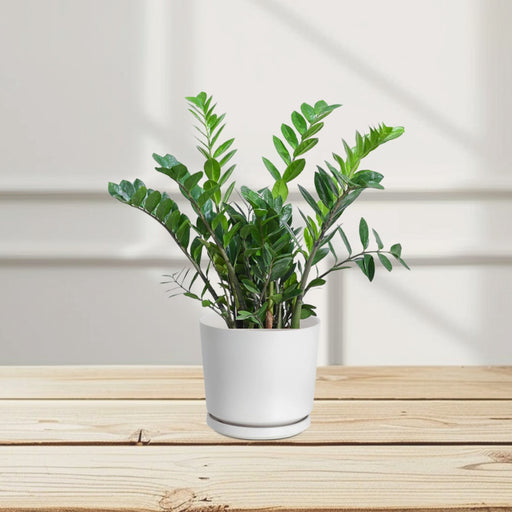 Zamioculcas Zamiifolia, Zanzibar Gem or ZZ Plant