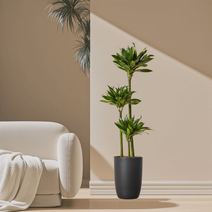 Dracaena Fragrans Or Compacta
