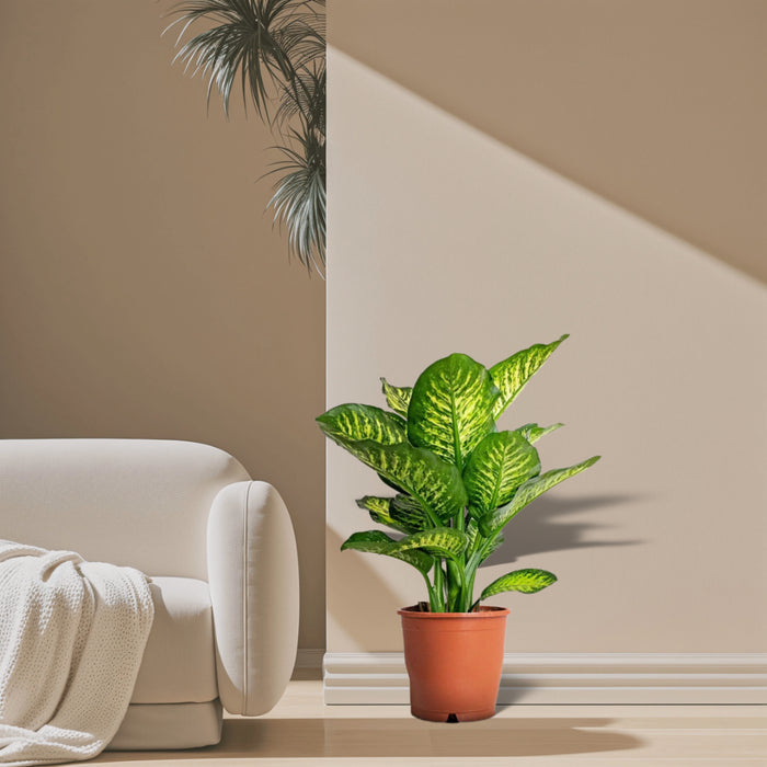 Dieffenbachia Seguine Or Maroba