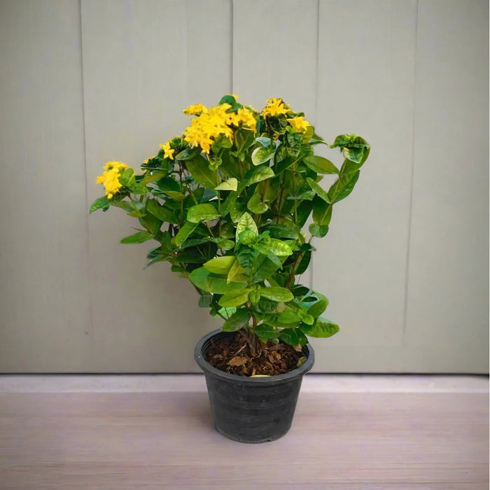 Ixora Coccinea 0.25-0.3m