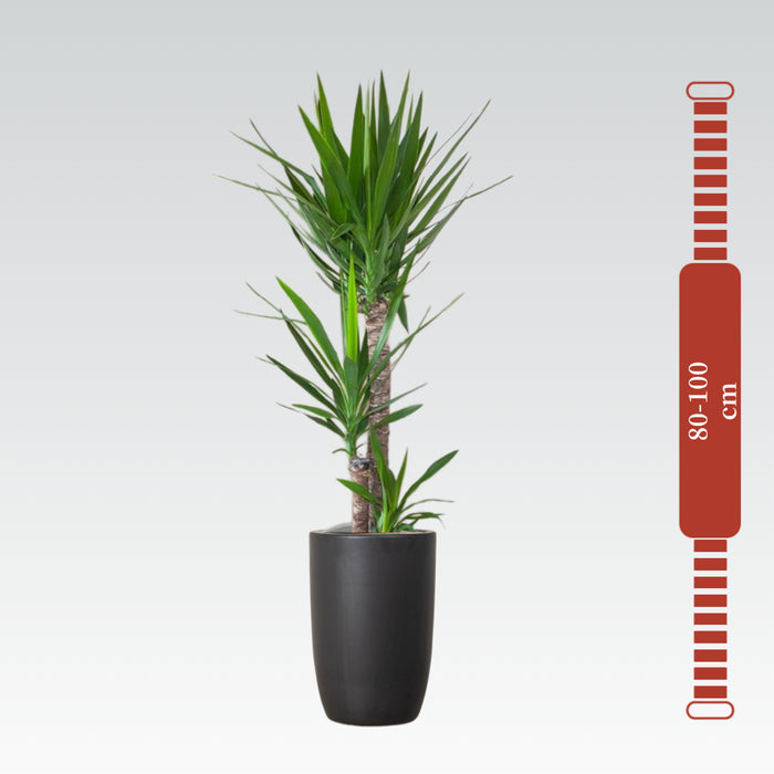 Yucca Elephantipes "Spineless Yucca, Giant Yucca" 80 to 100 cm