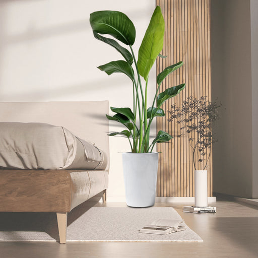 Strelitzia Nicolai or Bird of Paradise طائر الجنة in White Ceramic Pot 1.8-2m