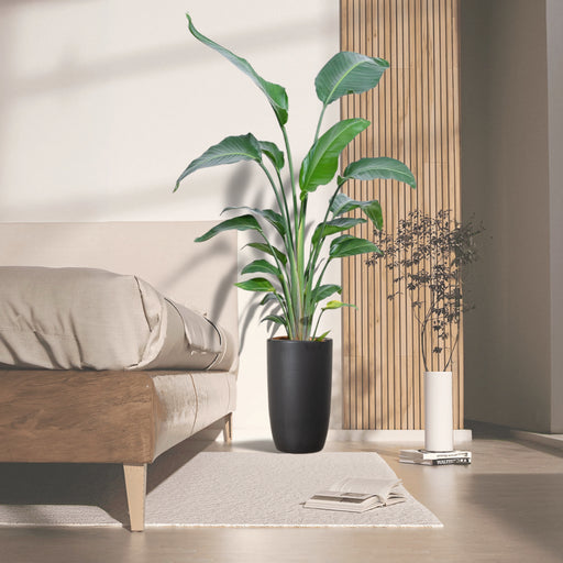 Strelitzia Nicola