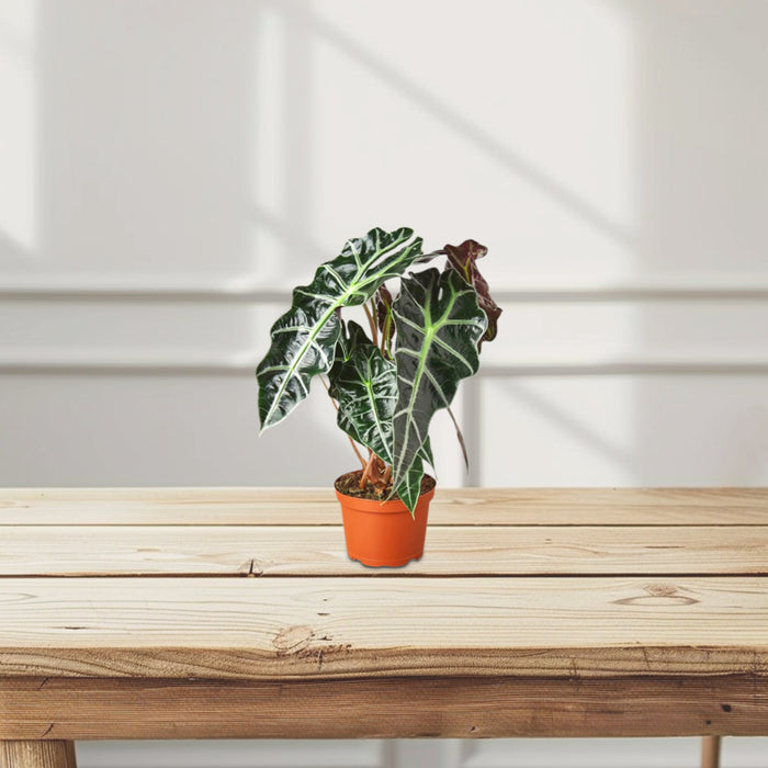 Alocasia "Polly"