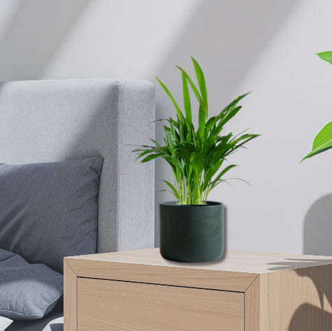 Mini Areca Palm 30-40cm