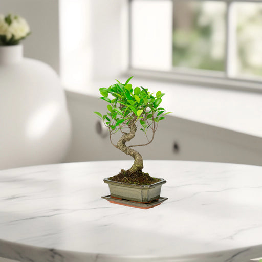 mini bonsai