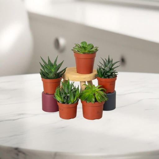 Mini succulents