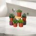 Mini succulents