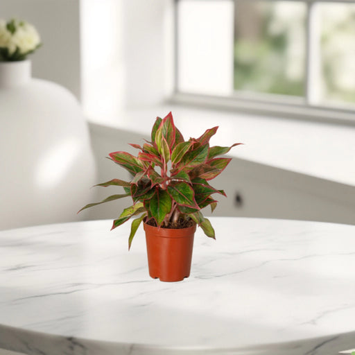 Aglaonema Sp