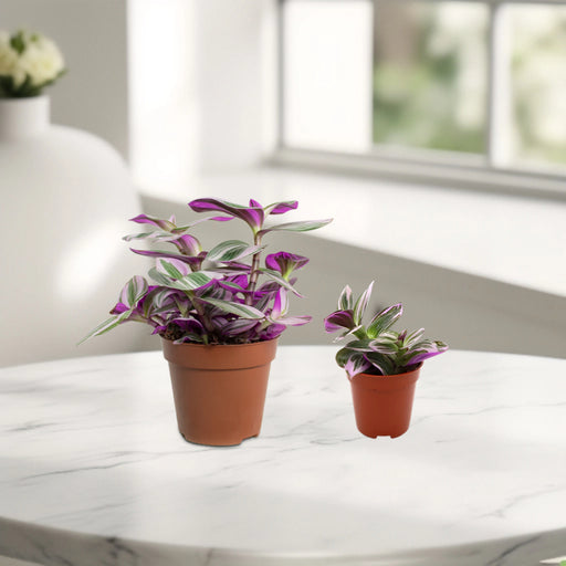 Tradescantia nanouk