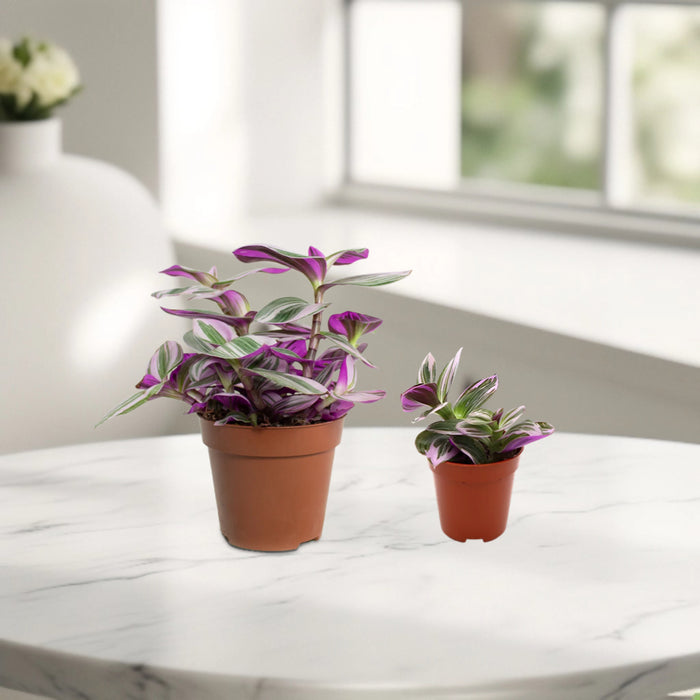 Tradescantia nanouk