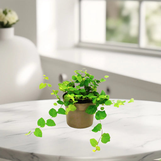 Ficus Pumila