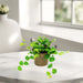 Ficus Pumila