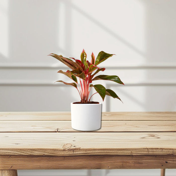 Aglaonema Sp (wishes)