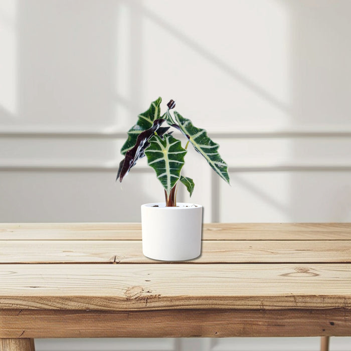 Alocasia "Polly"