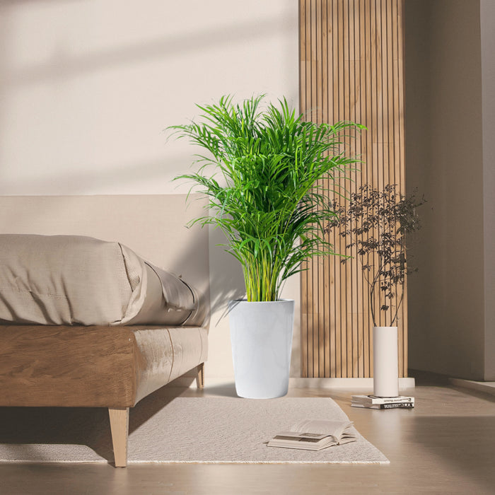 Areca Palm Holland or Chrysalidocarpus Lutescens