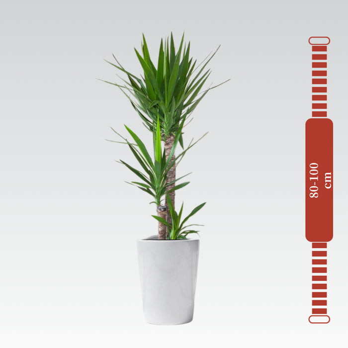 Yucca Elephantipes "Spineless Yucca, Giant Yucca" 80 to 100 cm