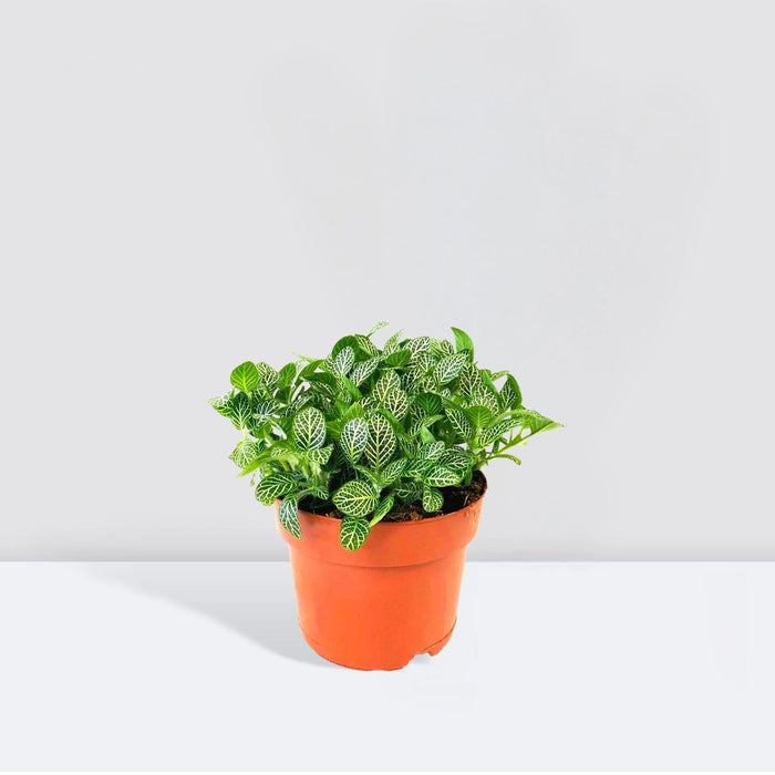 Nerve Plant Fittonia, or Mosaic Plant 5-10cm Spread