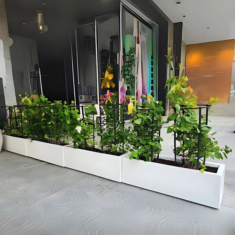 3 Bougainvillea Spectabilis  80 - 100cm in Grp Planter (100-30-30cm)