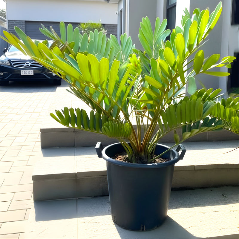 Zamia Furfuracea or Cardboard Palm 0.5-0.7m overall