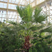 Washingtonia robusta “Mexican Fan Palm”