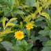 Wedelia trilobata (Creeping Daisy or Rabbit’s Paw)