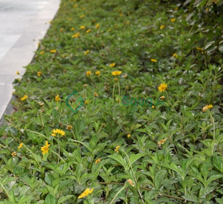 Wedelia trilobata (Creeping Daisy or Rabbit’s Paw)