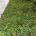 Wedelia trilobata (Creeping Daisy or Rabbit’s Paw)
