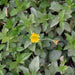 Wedelia trilobata (Creeping Daisy or Rabbit’s Paw)