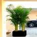 areca palm in black grp pot