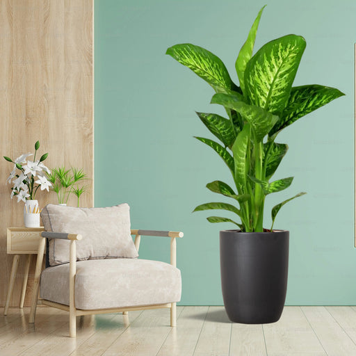 Dieffenbachia seguine