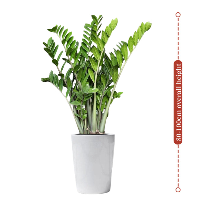 Zamioculcas Zam