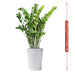 Zamioculcas Zam