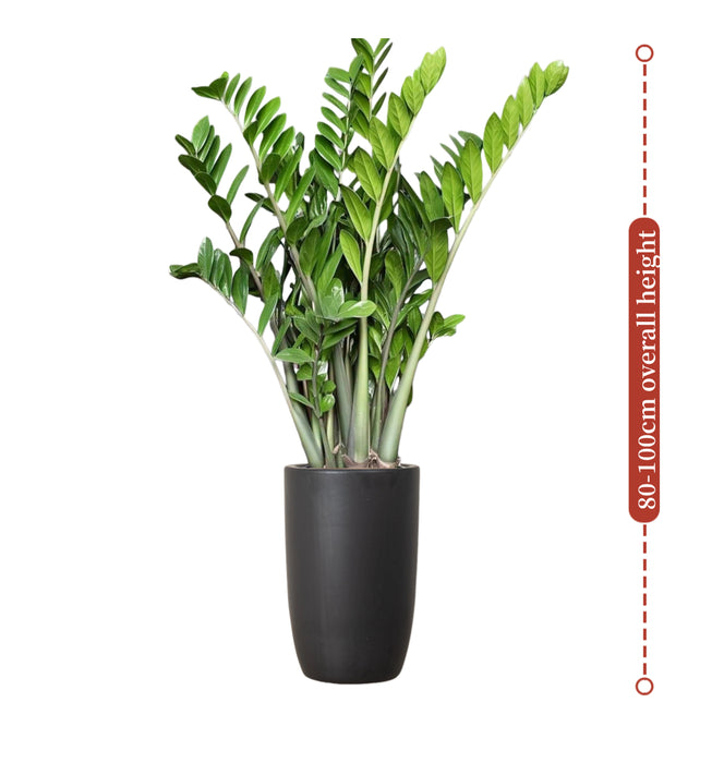 Zamioculcas Zamiifolia