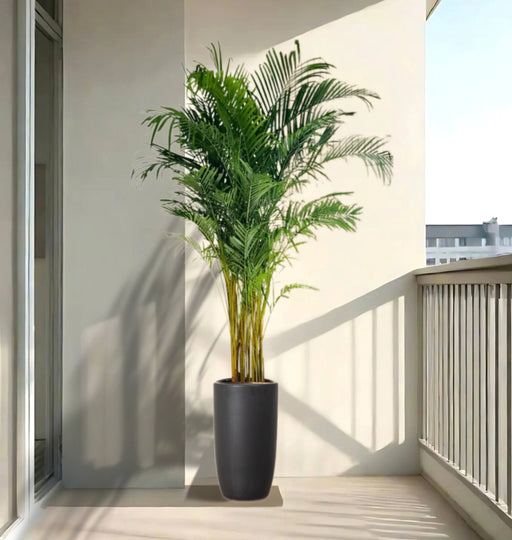 Areca Palms XL in Black Shinny Ceramic Pot 2 to 2.5m (outdoor)