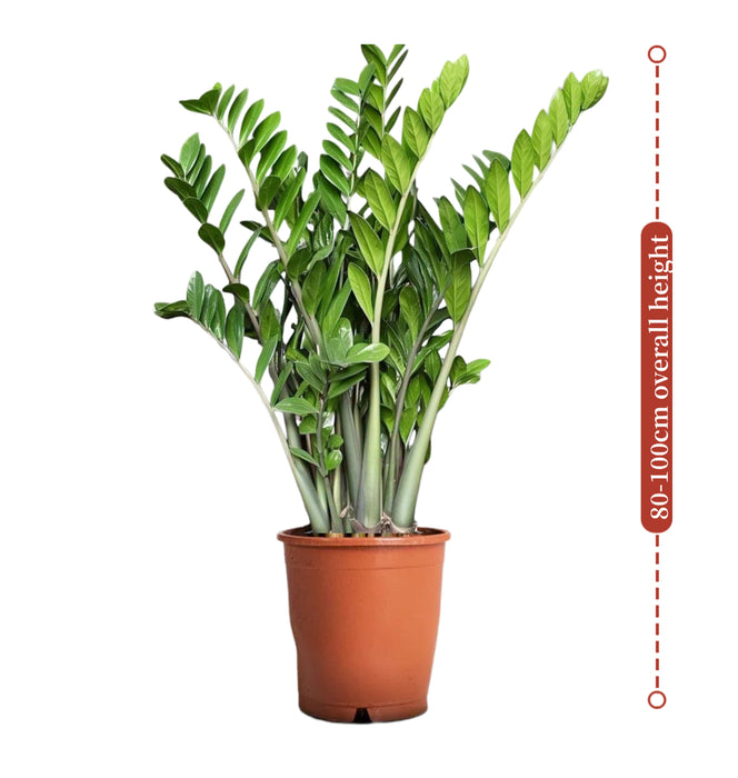 Zamioculcas Zamiifolia