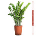 Zamioculcas Zamiifolia