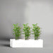 Bamboo Multiplex
