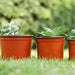 Yardwe 100 Pcs Plastic Planter Container
